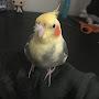 @coconutthecockatiel478