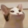 @Popcat_1284