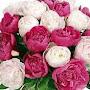 @lanasvit7320