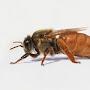 @apiary056
