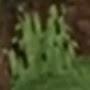 @grassblock7668