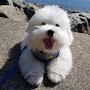 @thelifeofacotondetulear-6930