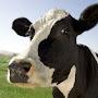 Mischievous Cow