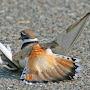 Killdeer Periland