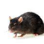 @RatusYT