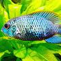 @aquariumfunthejoyofaquariu6060