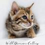 Wild Dreamer Cattery