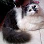 @mamameowcooking9774
