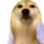 @dogelanding5253