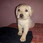 @kirankumarswain4445