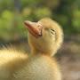 @DUCKSforEVER787