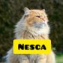 Nesca standoff 2