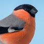 _BullFinch_