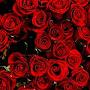 @nurmuhammad5549