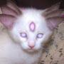 @astro_cat-y4h