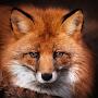 FoxOrange