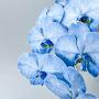 @BlueOrchid2612