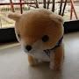 @豆柴犬のA