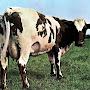 Best Cow of the Music History
