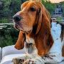 @henrythebasset8749