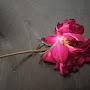@deepak62064