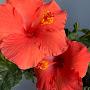 @barudiandrade5041