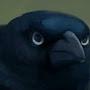 @Birb_of_Judge