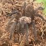 @Awesome-tarantulas