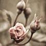 @areebajamal224