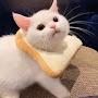@catfood1161