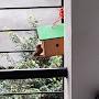 snurabh's bird shelter