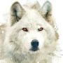 The White Wolf