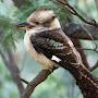 Kookaburra