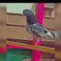 @MURSHAD.Pigeons