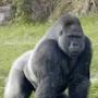 @Mr_gorilla_himself