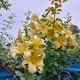 @Sunshine-b6t2n