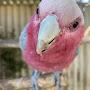 @NigelGalah