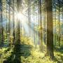 @archoftrees