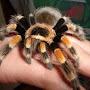 @vikingdrengenspiders7875
