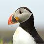 @puffin20