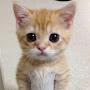 @CAT-e6z8p