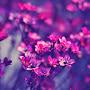 @МирЦветов-э7ы