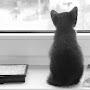 @readingcat9579