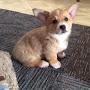 @paws057