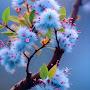 @Haaaniii-9