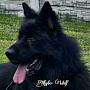 @khyberwolf