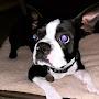 @bostonterrierfanatic9652