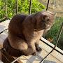 @FelixTheUniqueCat