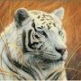 @duytiger1930