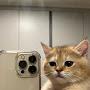 Cat on ipod
